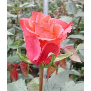 Роза "Апачи"(Apache)